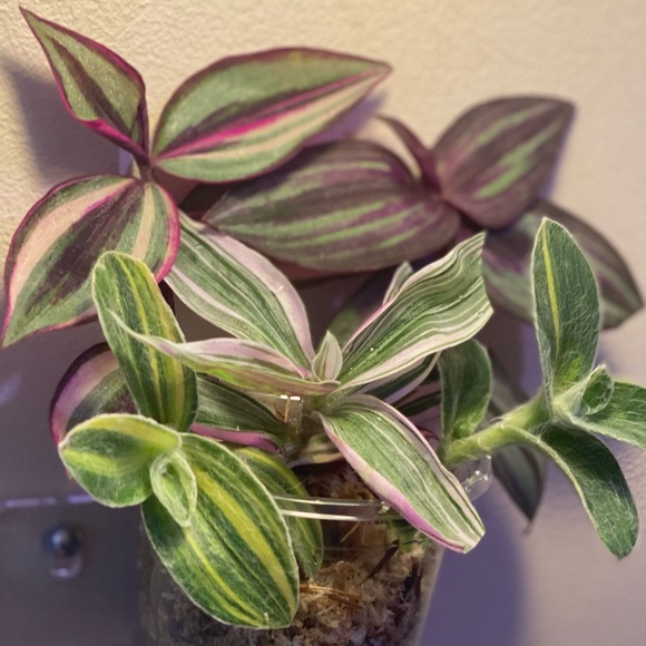 Rare tradescantia -pink dragon, variegated sillamontana, Evanesce, quadricolor - Picture 4 of 8